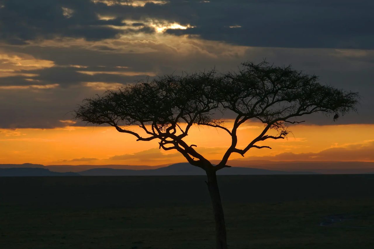 An acacia tree against an African dawn
